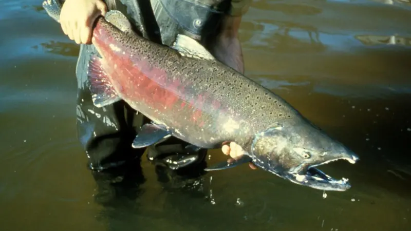 Chinook salmon