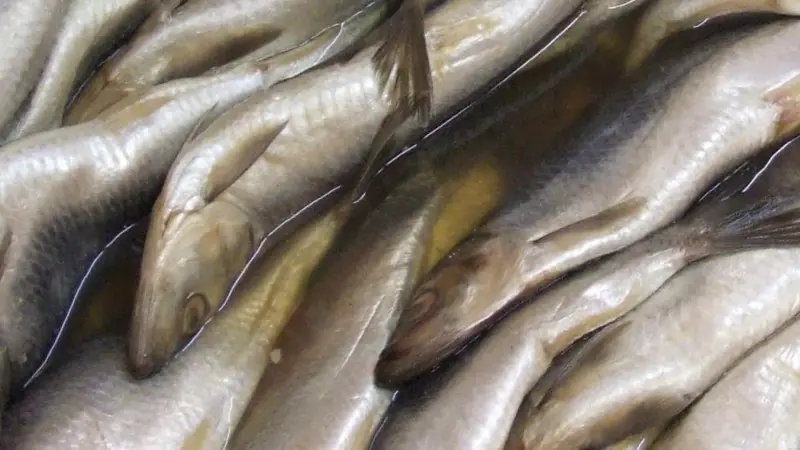 The EC is considering  sanctions on all Faroe-caught herring. Credit: Claus Ableiter/ CC BY-SA 3.0