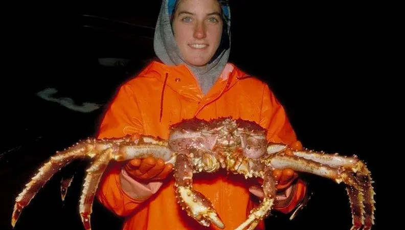 The recommended shelf life for red king crab is five days for boiled and chilled clusters. Photo: NOAA