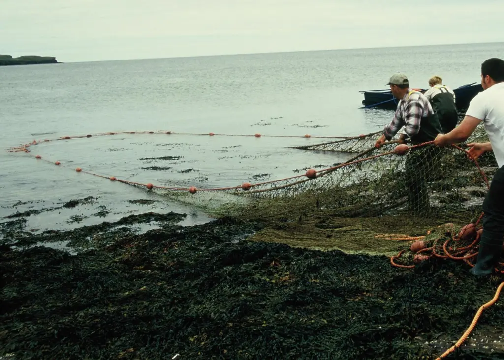 S&TAS says that salmon netting should only be exercised if individual river stocks being exploited are sustainable Photo: AGS