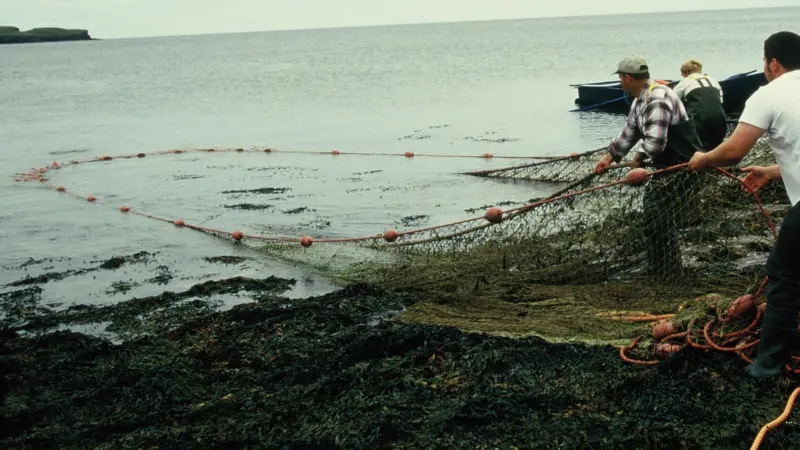 S&TAS says that salmon netting should only be exercised if individual river stocks being exploited are sustainable Photo: AGS