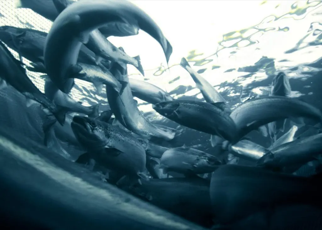 Salmon farming does not impact wild stocks. Credit: Marine Harvest