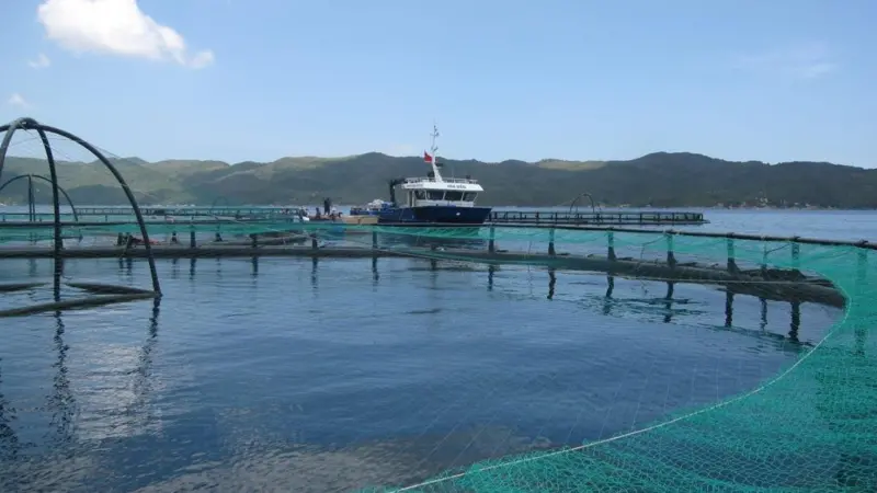 These large cages were designed and developed in Norway and are being used for rearing cobia/pompano in the sea off central Vietnam. Credit: Jorge Alarcon, Marine Farms Vietnam
