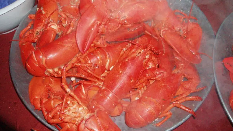 Steamed Maine lobsters, ready to eat. Credit: Cecilia Talopp/Marine Photobank