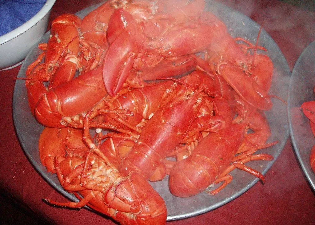 Steamed Maine lobsters, ready to eat. Credit: Cecilia Talopp/Marine Photobank