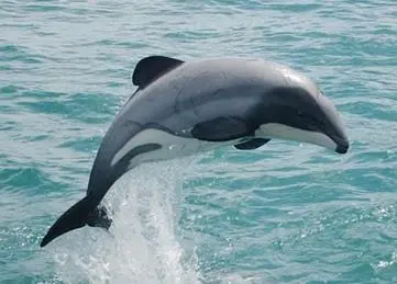 Scientists are urging the NZ government to take immediate action to ensure ‘full protection of Maui’s in all areas throughout their habitat’ © WWF-New Zealand