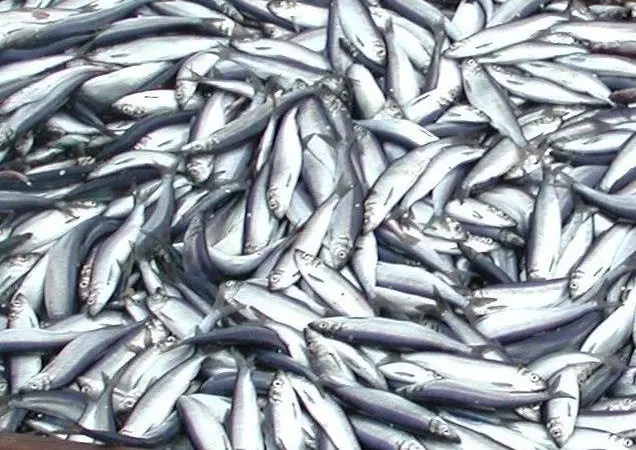 The Swedish herring fishery in the North Sea has been recertified