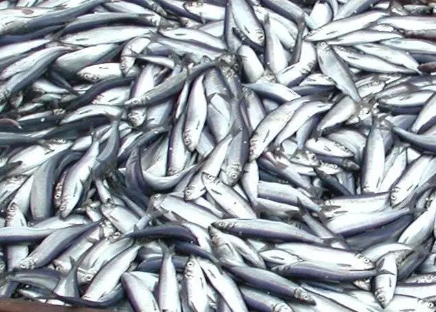 The Swedish herring fishery in the North Sea has been recertified