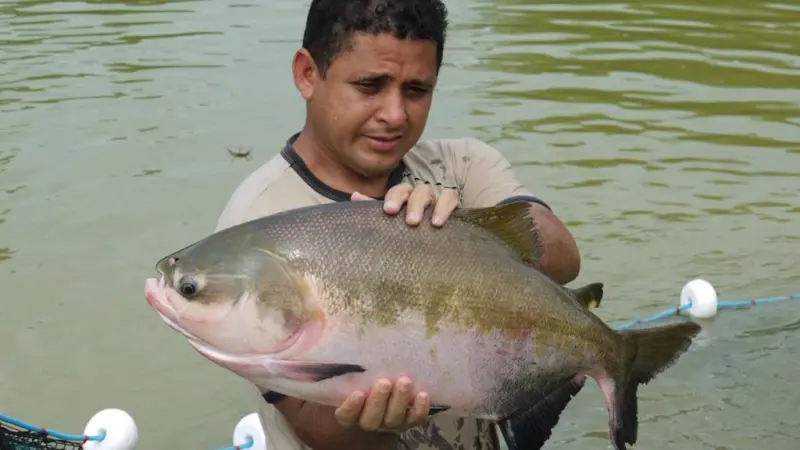 Brazil is fish farming using the Norwegian aquaculture industry as a model Photo: Atle Mortensen/Nofima