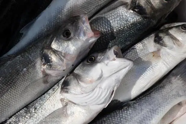The High Court ruling prevents big business from claiming ownership of fish stocks. Credit: David Sandison /Greenpeace