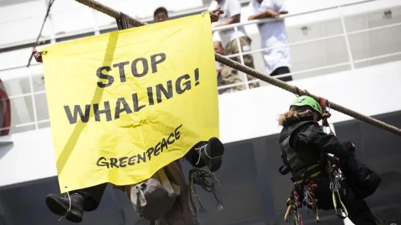 Greenpeace’s fin whale meat loading protest in Hamburg. © Daniel Mueller/Greenpeace