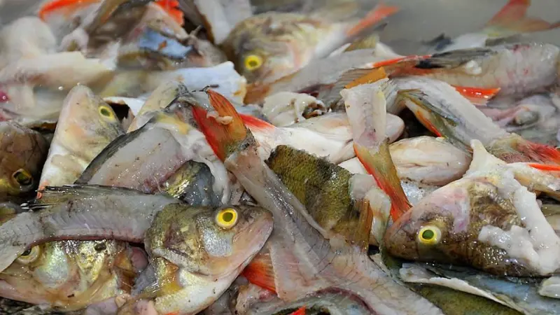 Oceana will use its findings to push for more marine protected areas. Photo: Oceana/Carlos Minguell