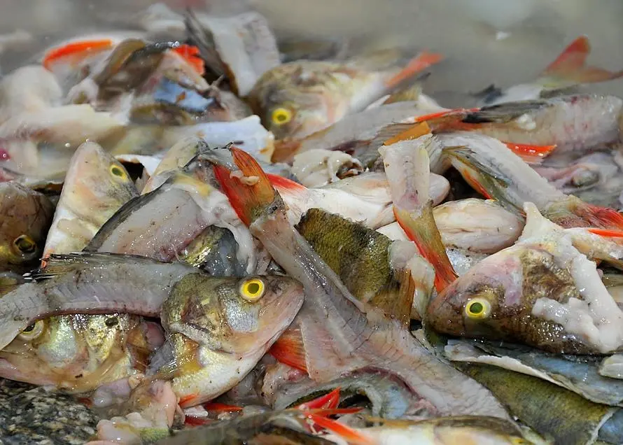 Oceana will use its findings to push for more marine protected areas. Photo: Oceana/Carlos Minguell