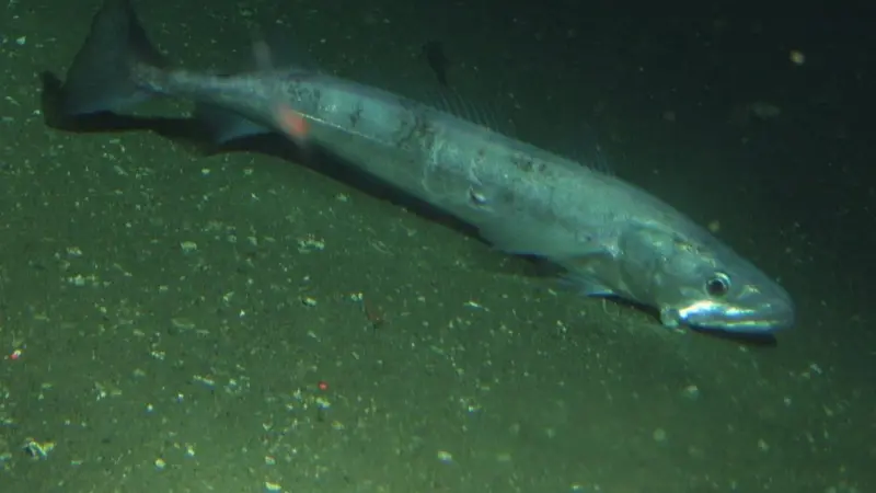 Pacific hake. Credit: Rick Starr/NOAA/CBNMS