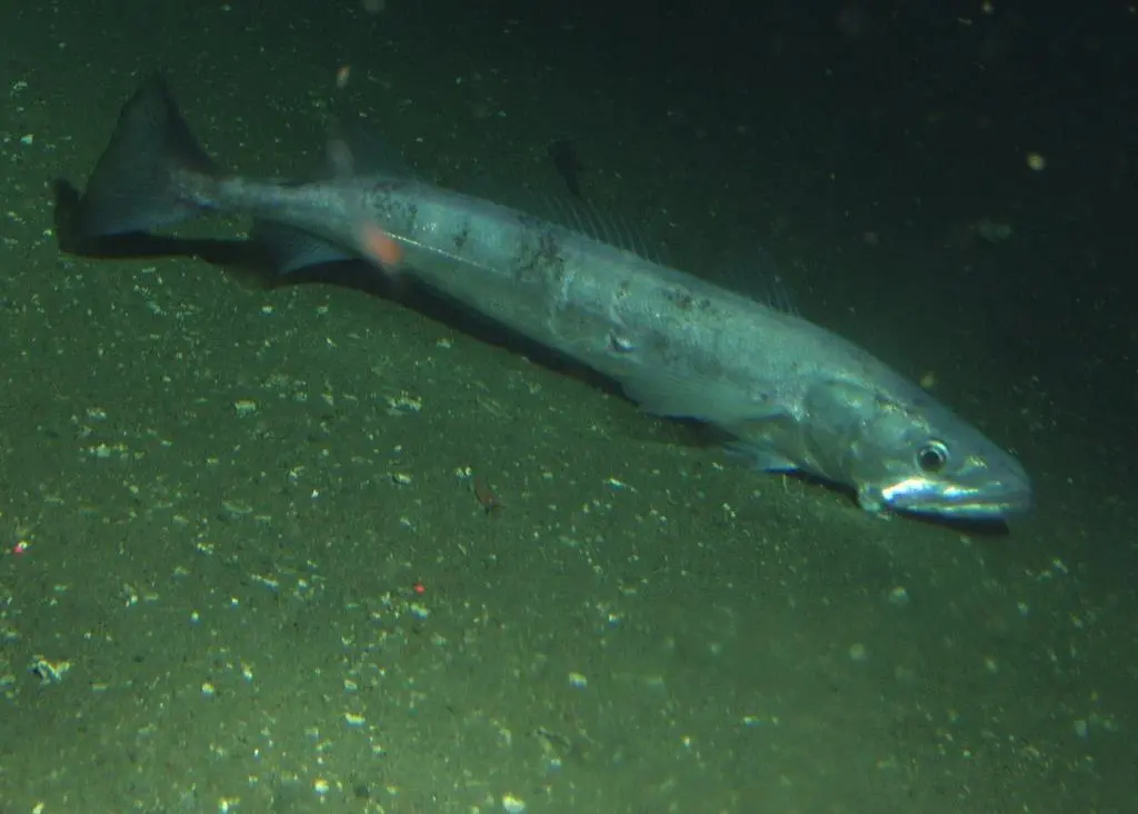 Pacific hake. Credit: Rick Starr/NOAA/CBNMS