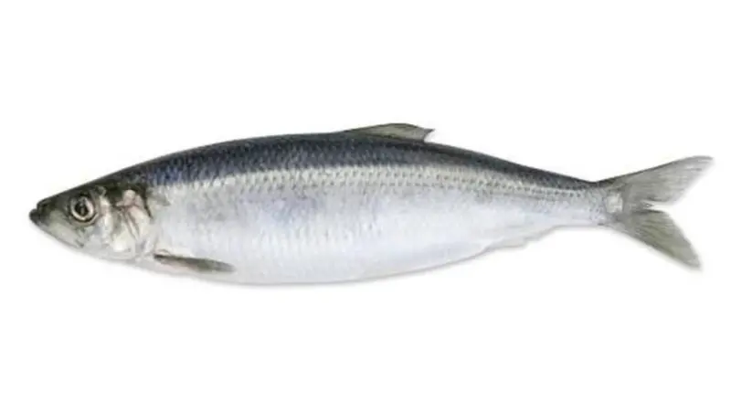 The SPSG’s North Sea herring fishery has been recertified by the MSC