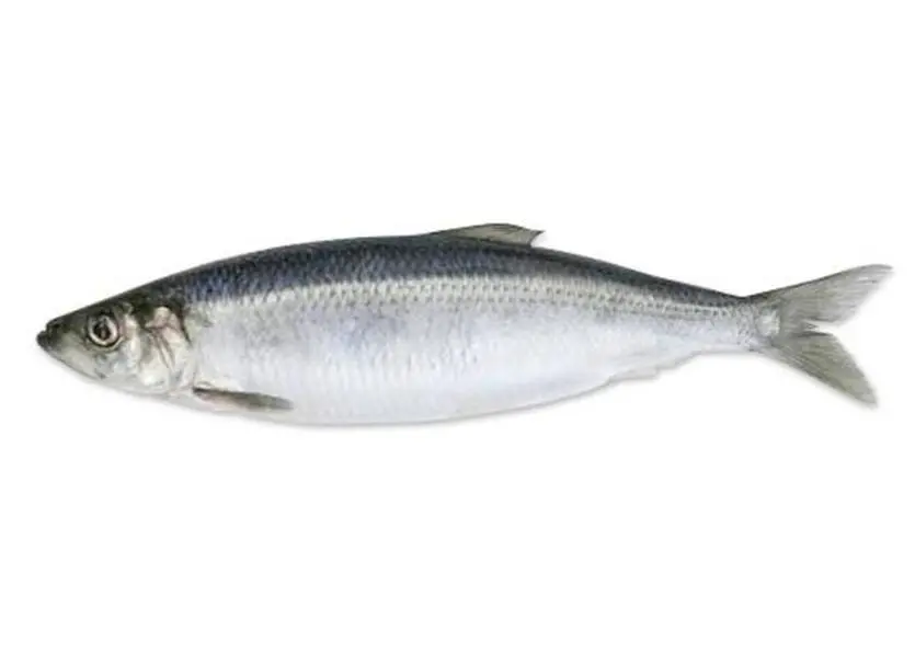 The SPSG’s North Sea herring fishery has been recertified by the MSC