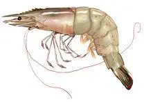 Belize Aquaculture’s shrimp hatchery, farm and processing plant earned BAP certification on 26 July