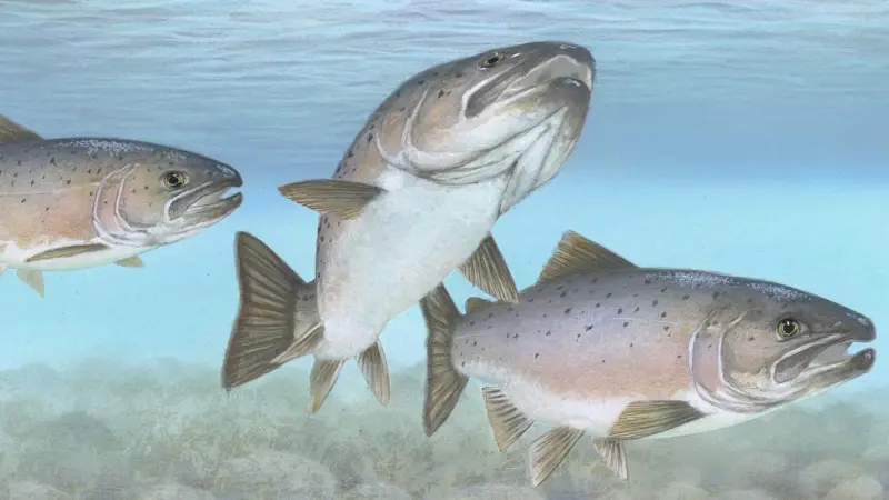 Atlantic salmon