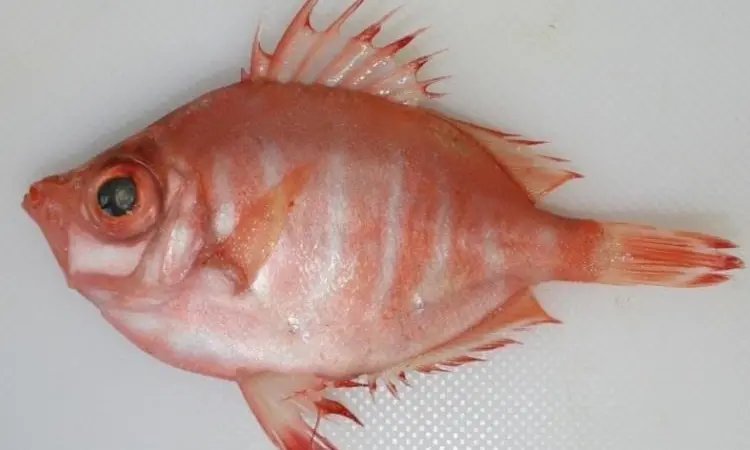 Boarfish