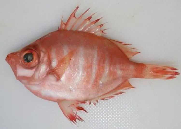 Boarfish