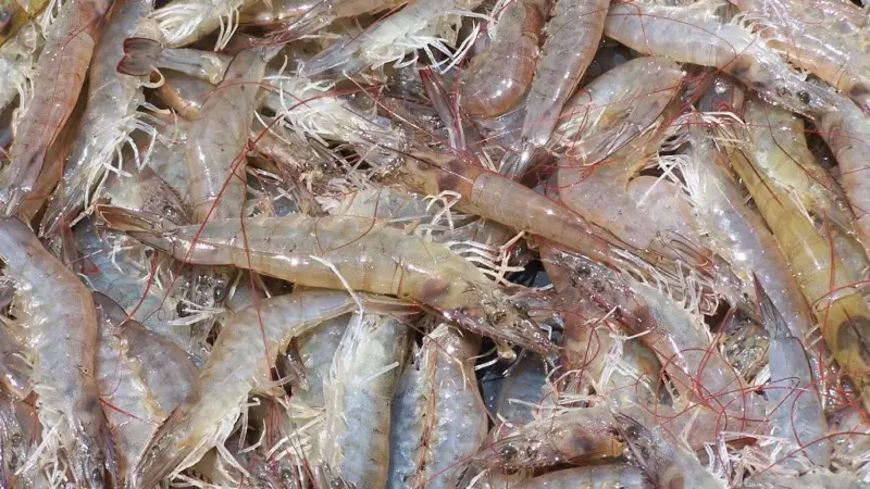 Shrimp. Credit: Philip Chou/SeaWeb/Marine Photobank