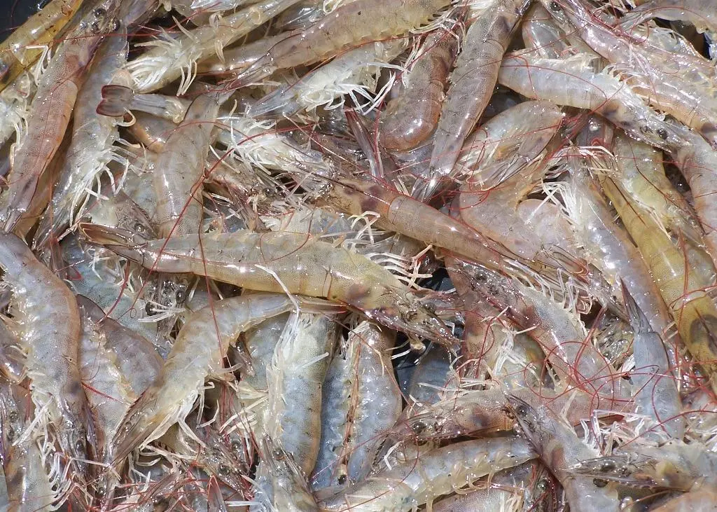 Shrimp. Credit: Philip Chou/SeaWeb/Marine Photobank