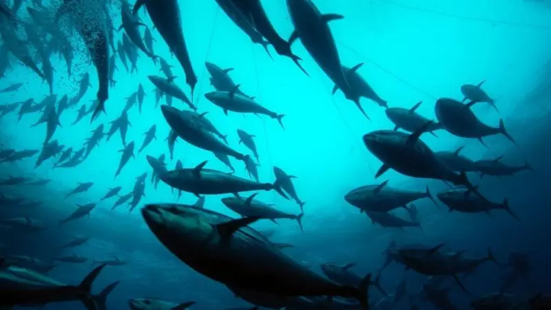 Developing smaller and locally owned tuna fisheries, Pacific islands can maximise economic returns. Photo: Marco Care/Marine Photobank