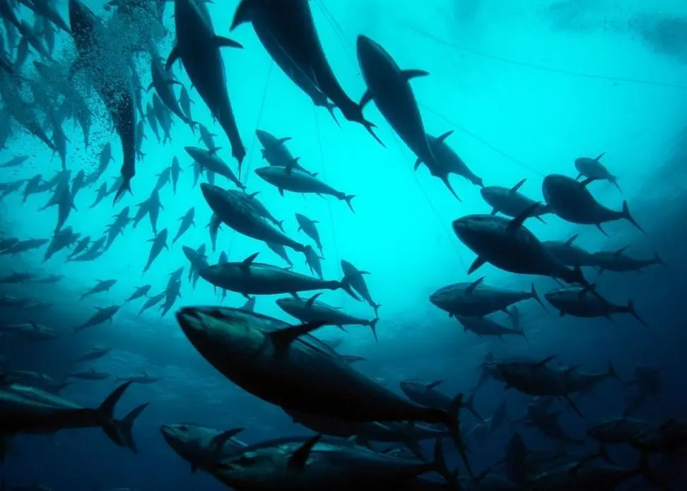 Developing smaller and locally owned tuna fisheries, Pacific islands can maximise economic returns. Photo: Marco Care/Marine Photobank
