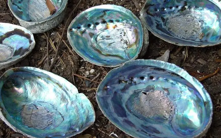 Paua