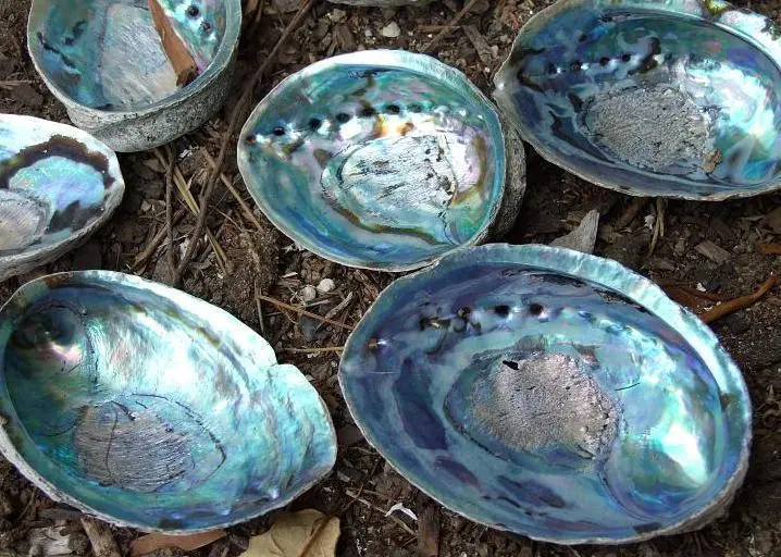 Paua
