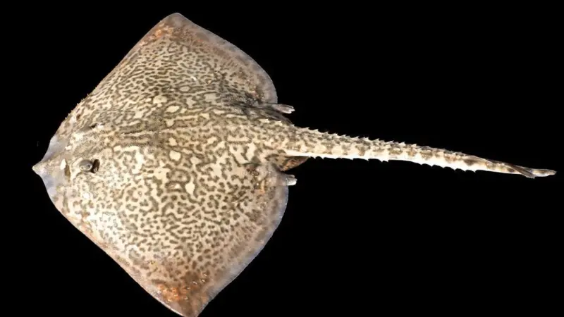 The blonde ray is a declining species. © Hans Hillewaert / CC-BY-SA-3.0