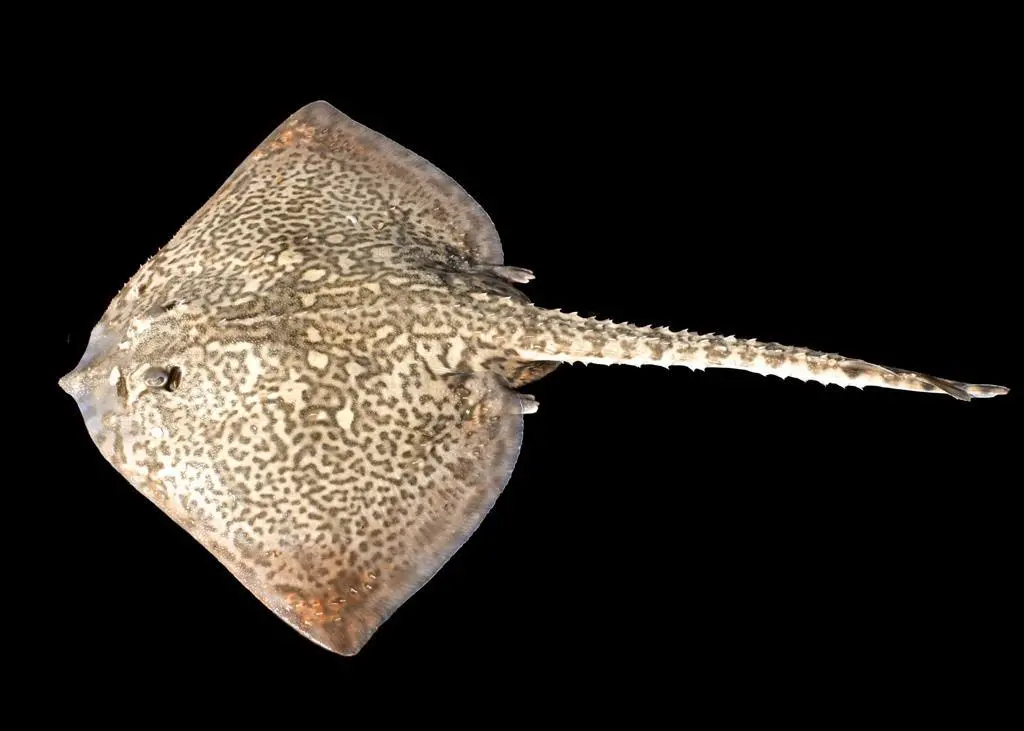 The blonde ray is a declining species. © Hans Hillewaert / CC-BY-SA-3.0