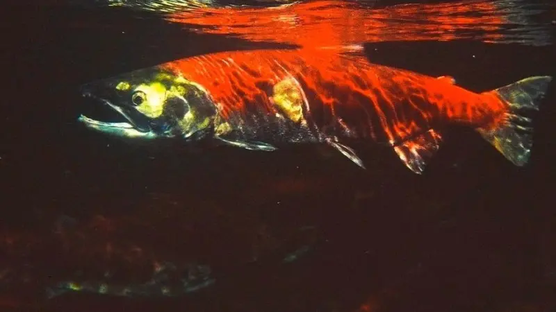 Fishermen are discarding sockeye and other salmon species dead or almost dead. Photo: Lloyd Guenther/Marine Photobank