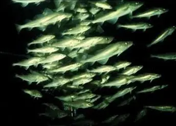 The Commission has recommended a 15% cut in Baltic cod quota, despite scientific advice. Photo: FAO