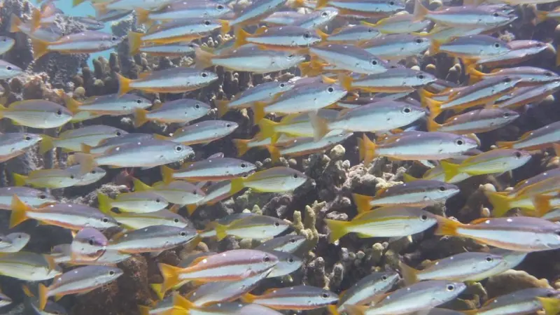Fisheries management scientists are unable to follow environment-induced trends and fluctuations. Credit: Profmauri/ CC-BY-SA-3.0