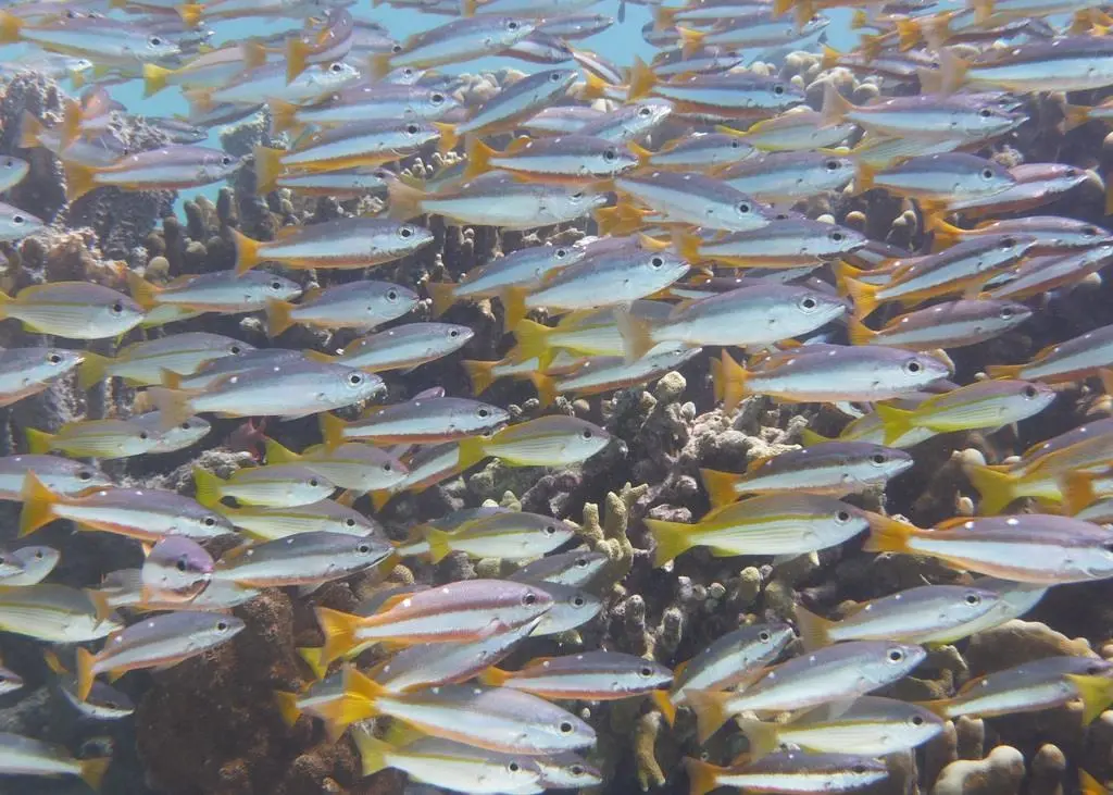 Fisheries management scientists are unable to follow environment-induced trends and fluctuations. Credit: Profmauri/ CC-BY-SA-3.0