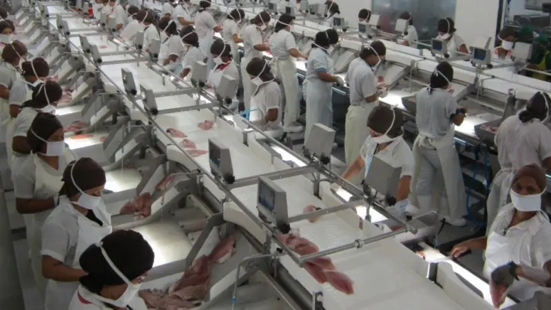 Tilapia trimming flowlines at the Terrapez factory in Costa Rica