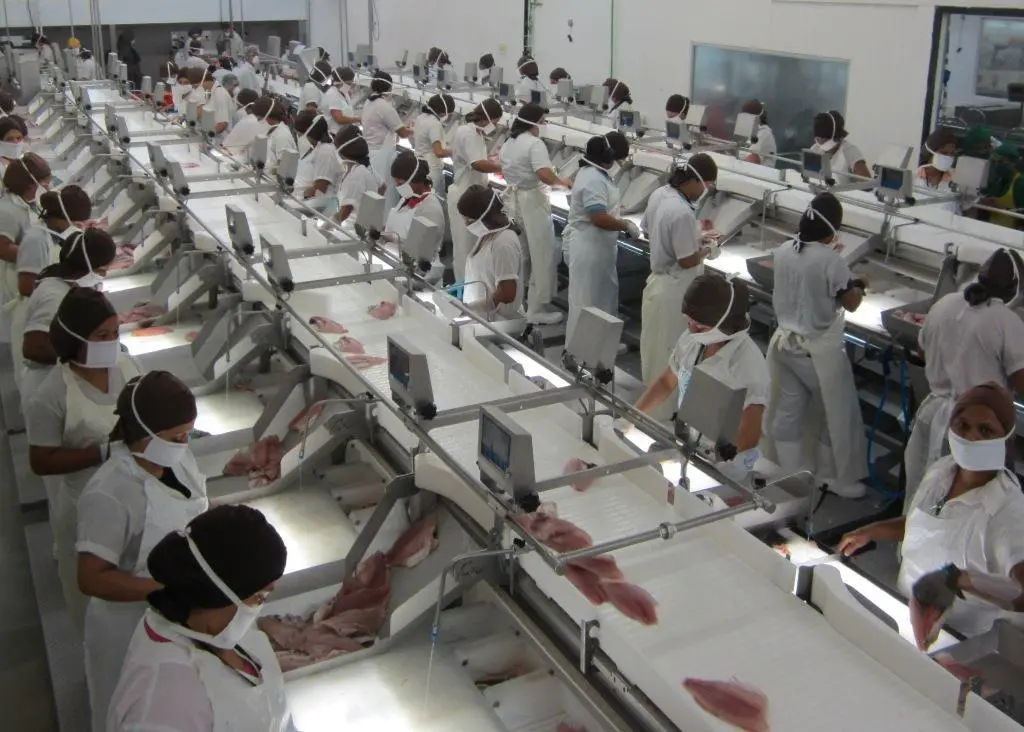 Tilapia trimming flowlines at the Terrapez factory in Costa Rica