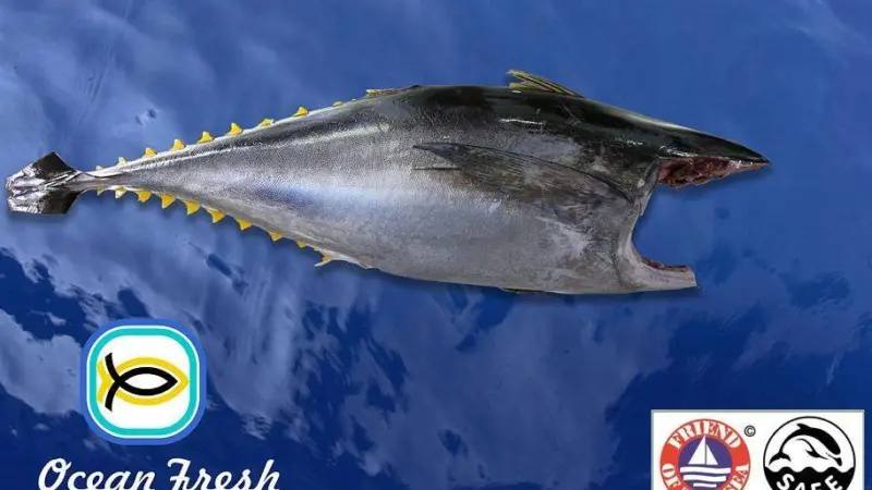 Maldives yellowfin tuna is more valuable when caught using the handline method