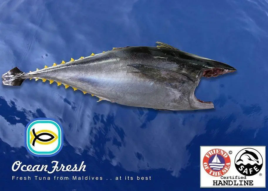 Maldives yellowfin tuna is more valuable when caught using the handline method