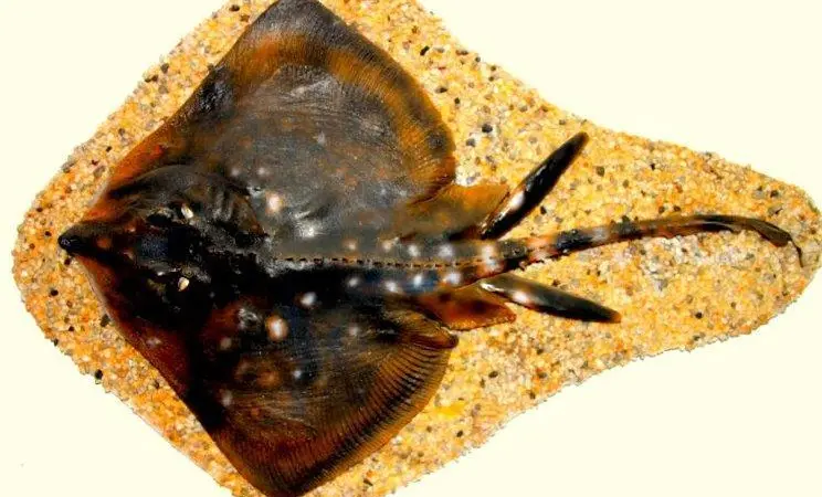 The report stated that a supermarket was selling wings from the thornback ray, a declining species. Credit: Peter van der Sluijs/CC-BY-SA-3.0,2.5,2.0,1.0