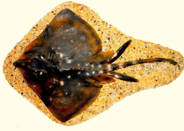 The report stated that a supermarket was selling wings from the thornback ray, a declining species. Credit: Peter van der Sluijs/CC-BY-SA-3.0,2.5,2.0,1.0