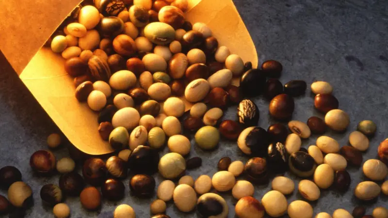 Soybeans are a popular fish feed ingredient. Photo: Scott Bauer