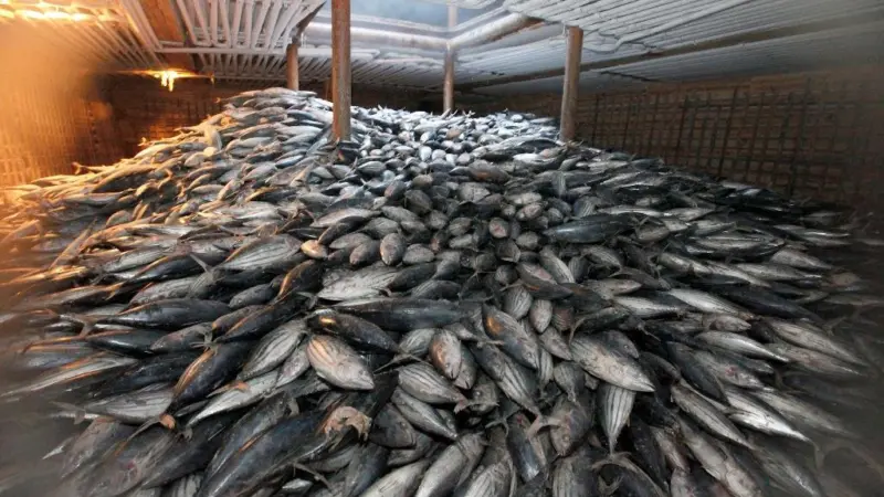 The study has found a way to identify threats to fish species decades before populations decline. Credit: Alex Hofford / Greenpeace