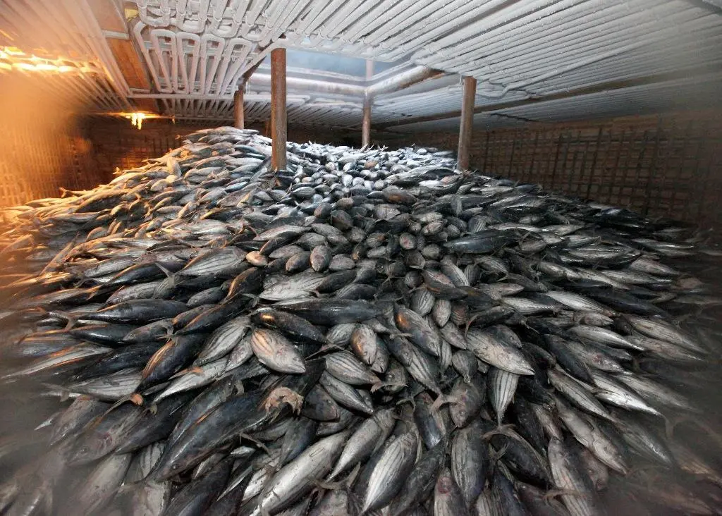 The study has found a way to identify threats to fish species decades before populations decline. Credit: Alex Hofford / Greenpeace