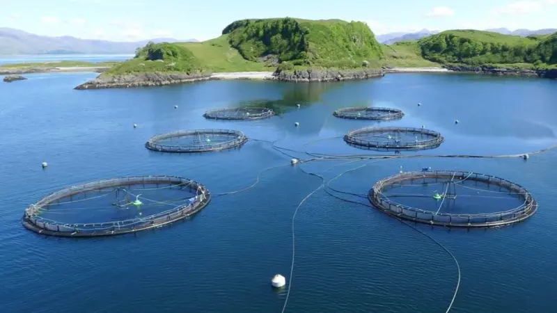 Cefas says there is little to distinguish between the look of salmon and trout marine fish farms