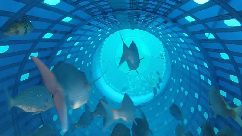 New Zealand snapper swimming in new Precision Seafood Harvesting technology