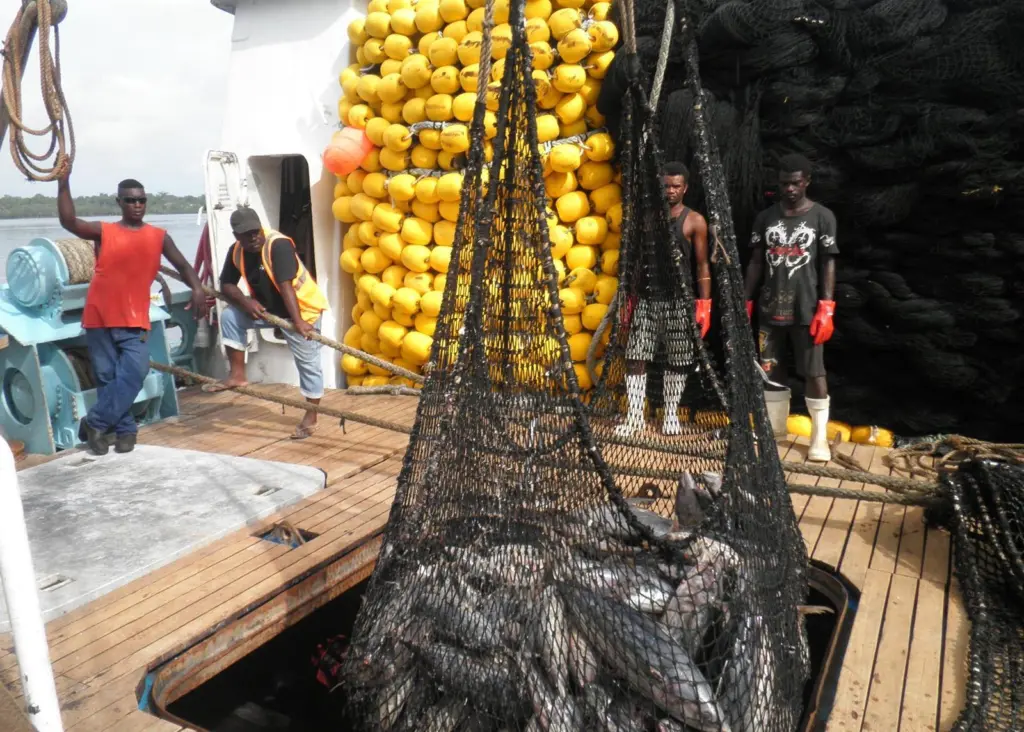 Fisheries experts say that the Pacific oceans have now reached their maximum yield potential