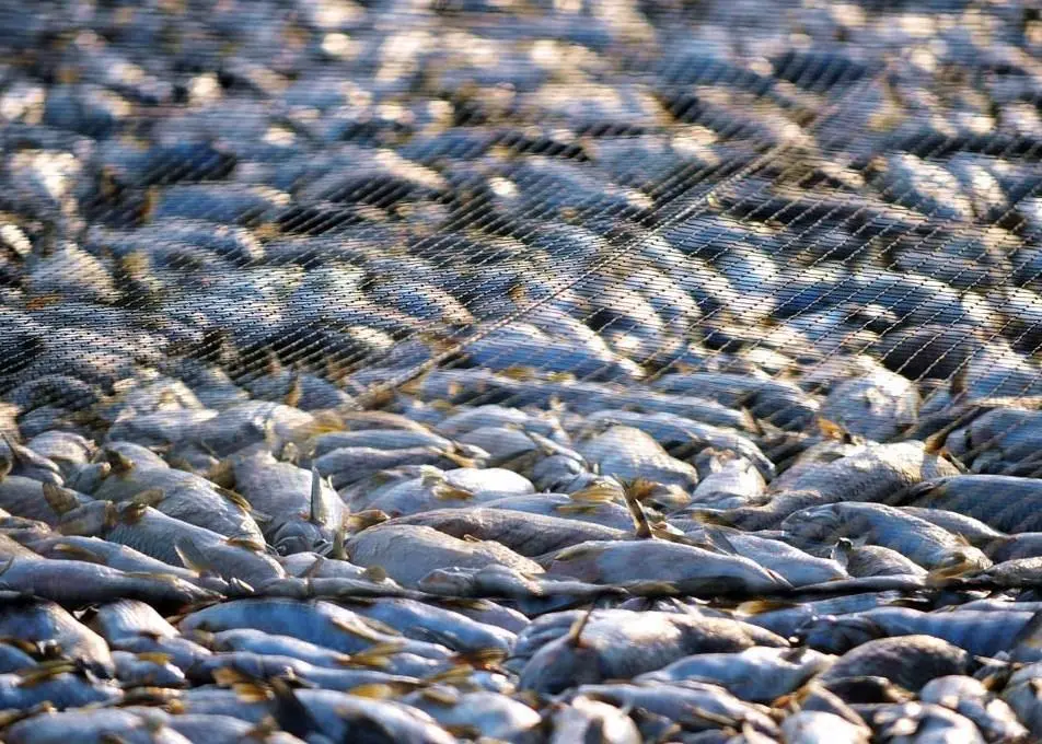 A recommendation was made in the report to end IUU fishing